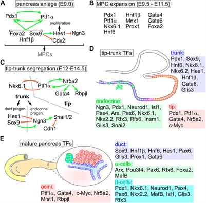 Deregulation of Transcription Factor Networks Driving Cell Plasticity and Metastasis in Pancreatic Cancer